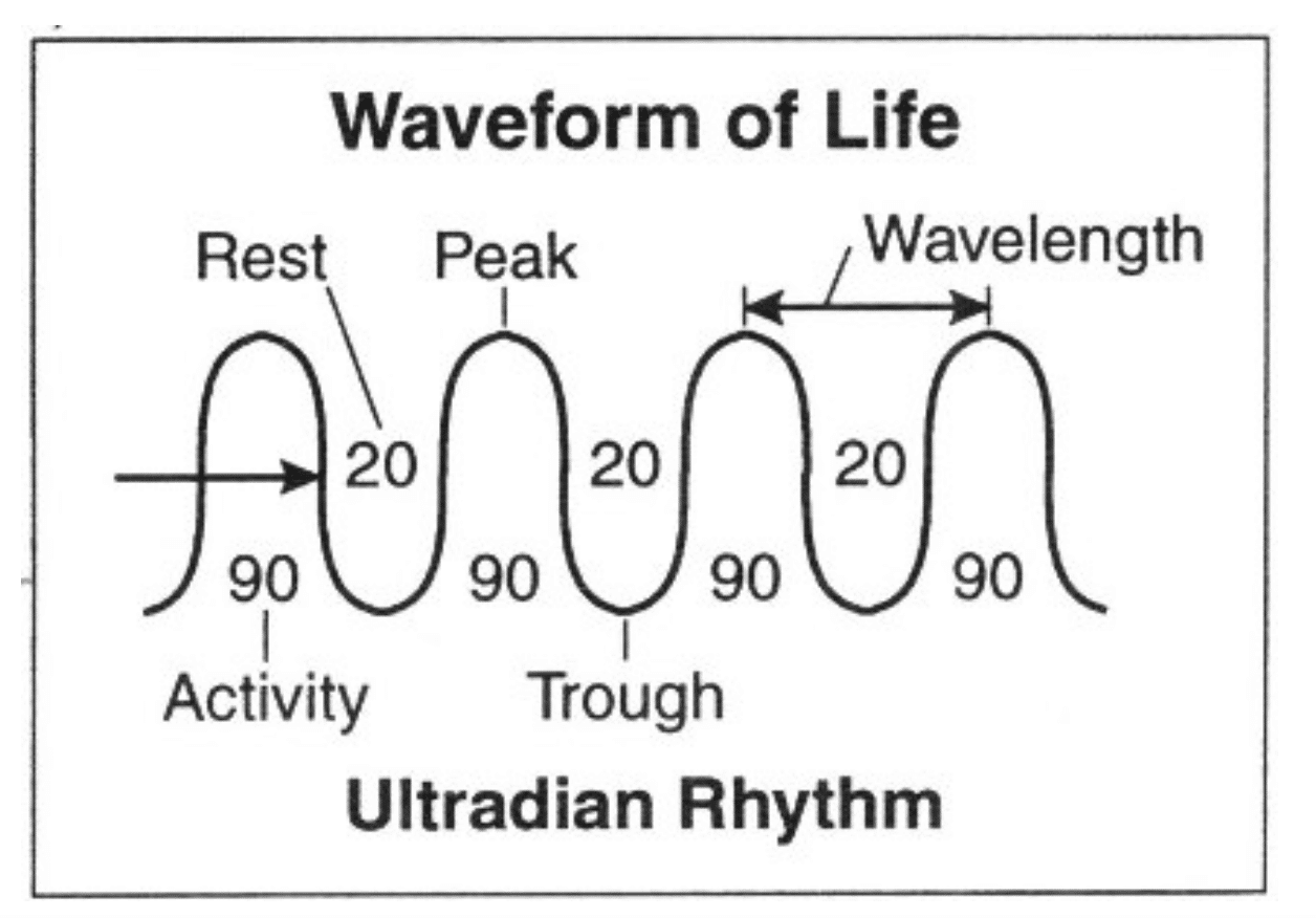 Ultradian Rhythm Chart Ultradian Rhythm Chart